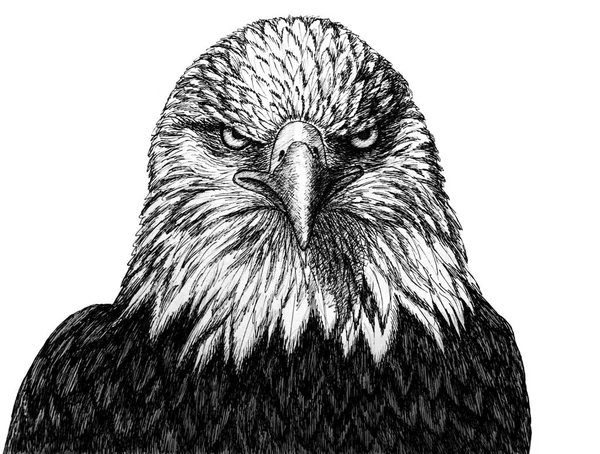 Cabeza de águila - dibujo gráfico en contorno negro sobre fondo blanco —  Fotos de Stock