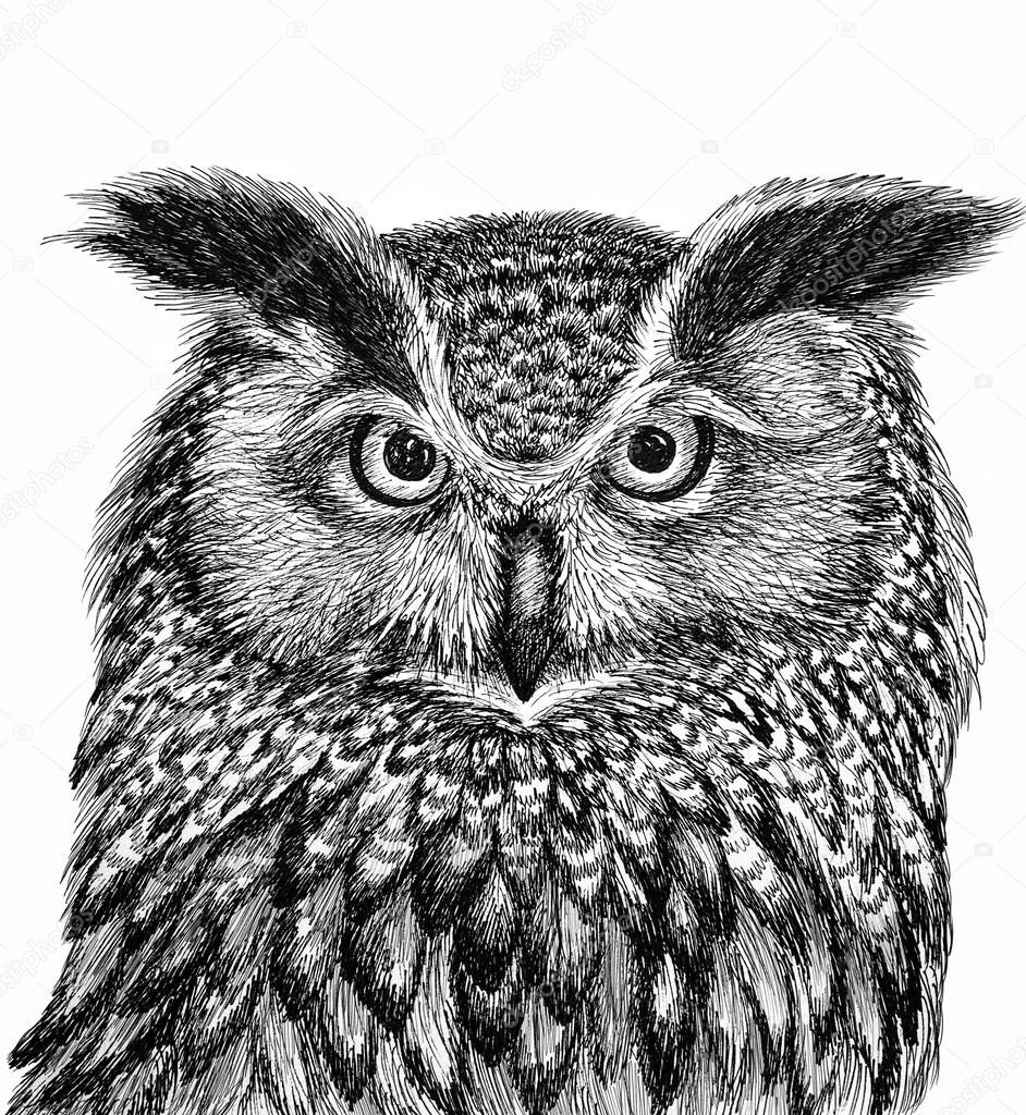 Owl head - graphic drawing in black outline on a white background