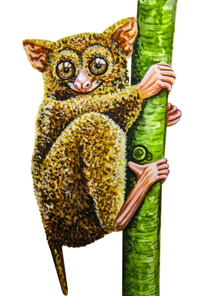 Lemur Lori Kmen Stromu Akvarel Malířské — Stock fotografie