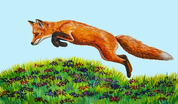 Fox skákání na trávě - akvarel, kresby — Stock fotografie