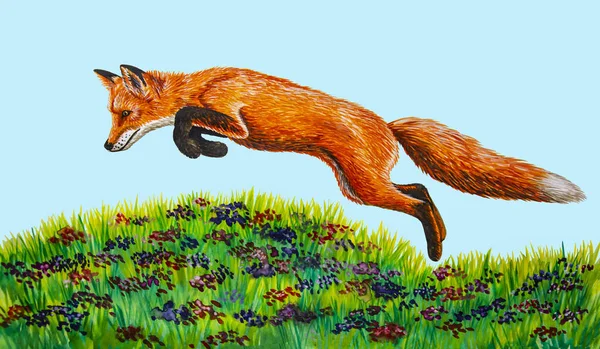 Fox çim - suluboya çizim atlama