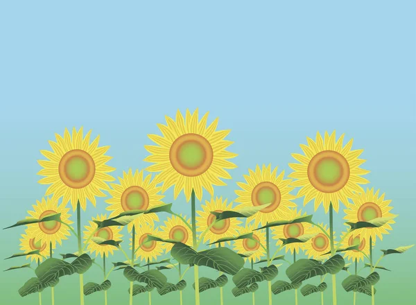 Ilustración - campo con girasol en flor contra el cielo — Foto de Stock