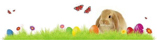 Zabawne Tło Wielkanoc Easter Bunny Pisanki — Zdjęcie stockowe