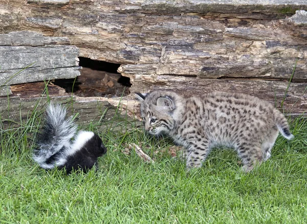 An unlikely pair meeting face to face.  A young bobcat kitten and a baby striped skunk.  Captive animals