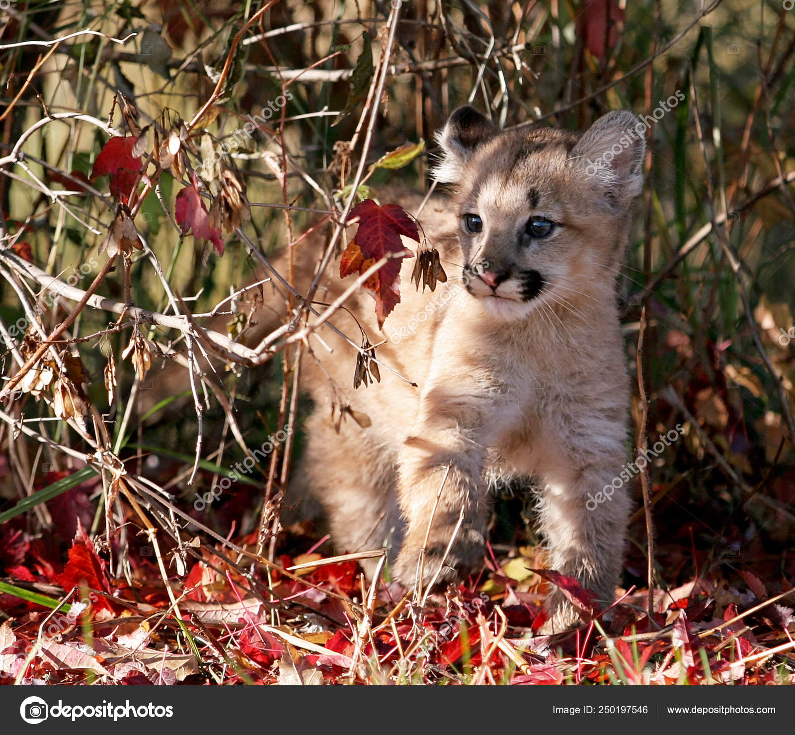 baby puma cat