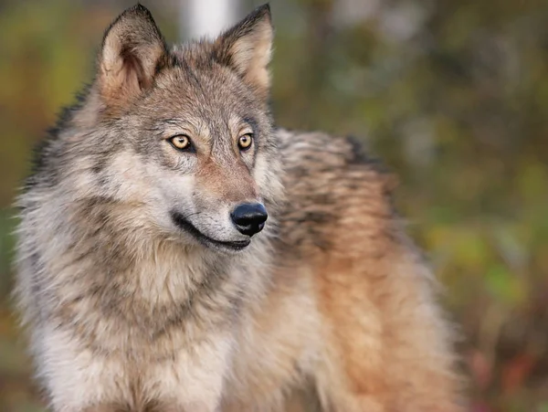 Close up image of a gray wolf, or timber wolf