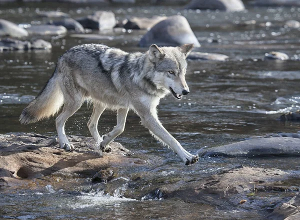 Close up image of a gray wolf or timber wolf, alert and focused at rivers edge