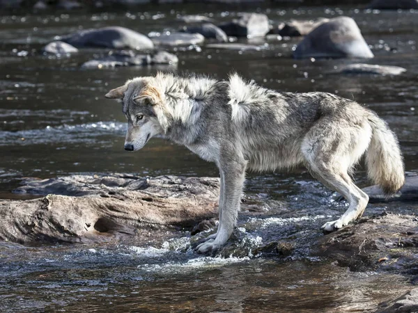 Close up profile image of a gray wolf or timber wolf, alert and focused, walking along rivers edge