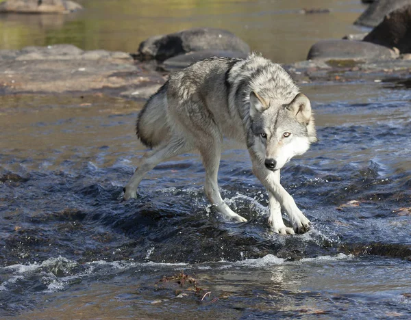Close up image of a gray wolf or timber wolf, alert and focused, walking along rivers edge