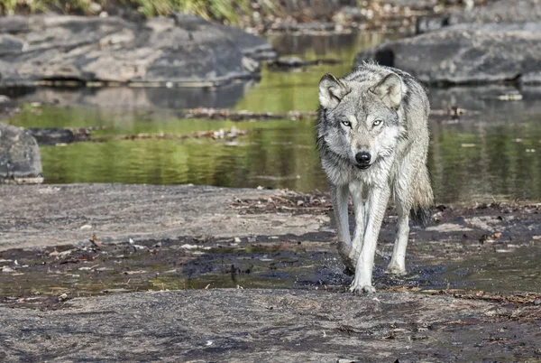 Close up image of a gray wolf or timber wolf, alert and focused, walking along rivers edge