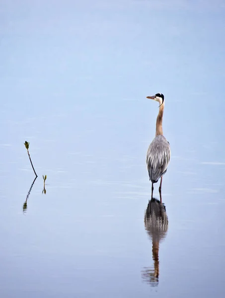Great blue heron standing in calm waters with reflection