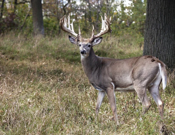 Profile image of an adult white-tailed deer buck in autumn