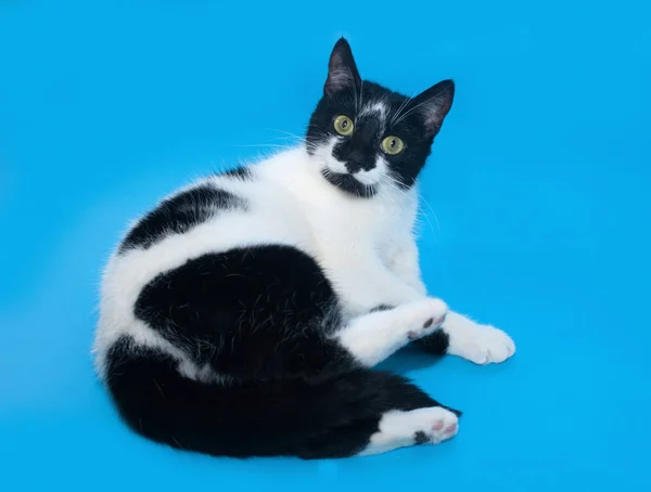 Black White Cat Lies Blue Background — Stock Photo, Image