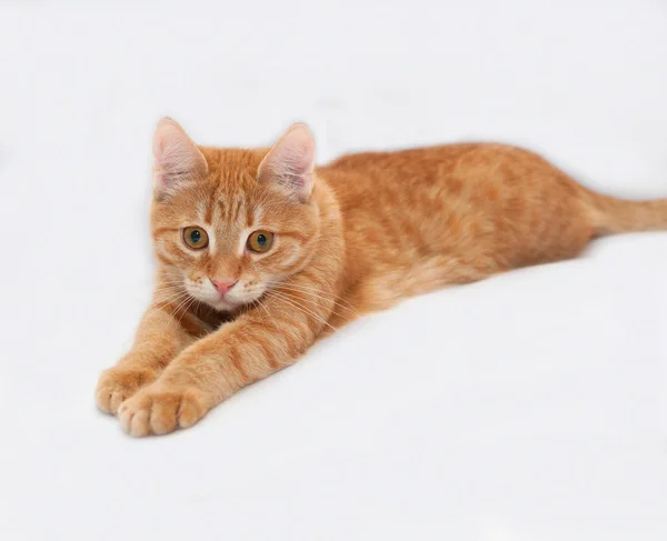 Červený Kotě Leží Šedém Pozadí — Stock fotografie
