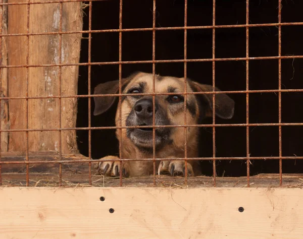 Perro Refugio Ladra Detrás Las Rejas —  Fotos de Stock