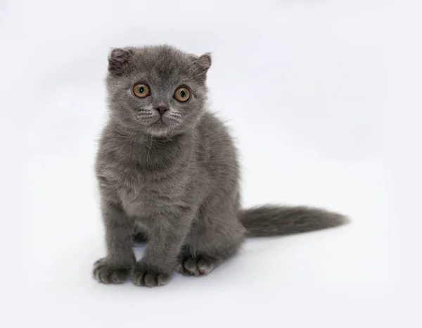 Gray Kitten Scottish Fold Sitting Gray Background — Stock Photo, Image