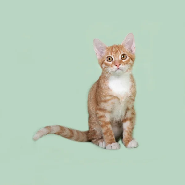 坐在绿色背景上的红色和白色的小猫 — 图库照片