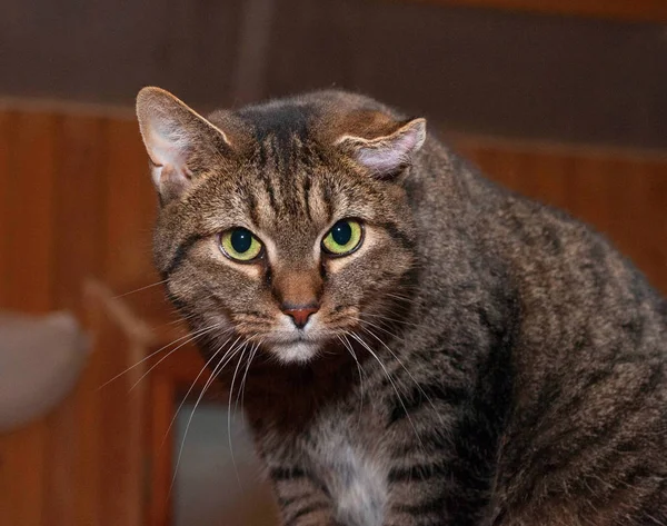 Pręgowany Kot Siedzi Tle Pokój — Zdjęcie stockowe