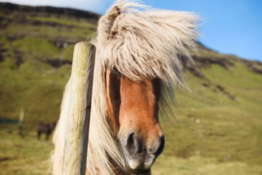at çayırda güneşli havalarda ahşap sopa ile