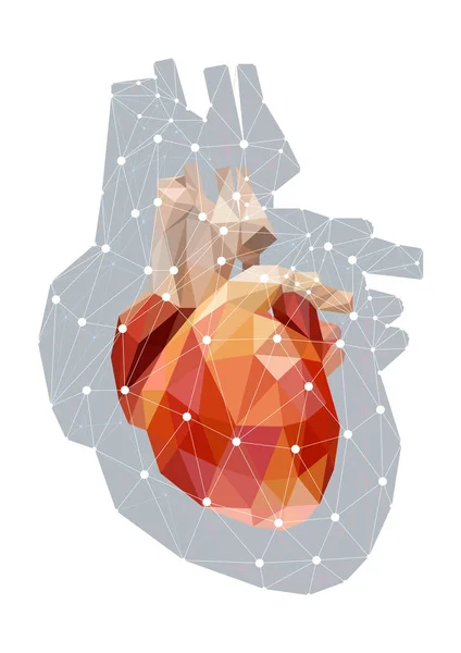 Illustrazione Del Concetto Vettoriale Del Cuore Umano Poligonale Anatomico Isolato — Vettoriale Stock