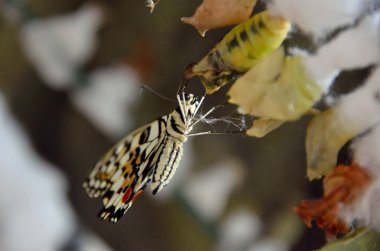 Kelebeklerin yaşam döngüsü. Chrysalis ve bardan asılı kelebek