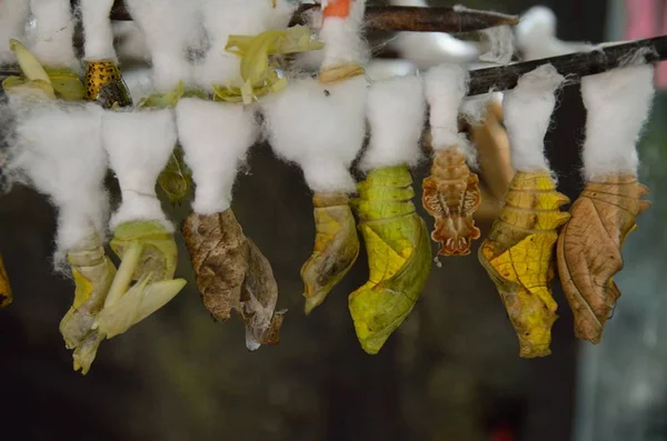 Life cycle of butterflies. Chrysalis and butterfly hanging from the bar