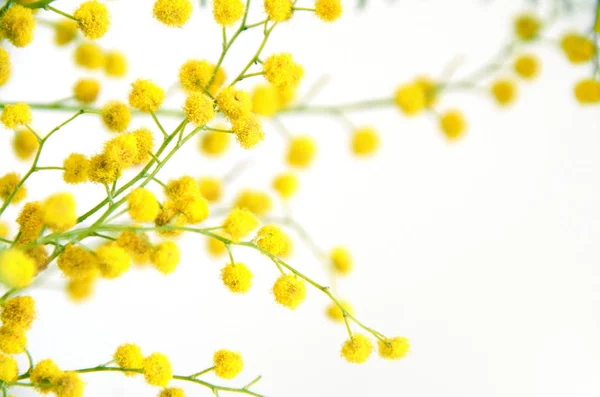 Mimosa (silver wattle) flowers branch isolated on white background.