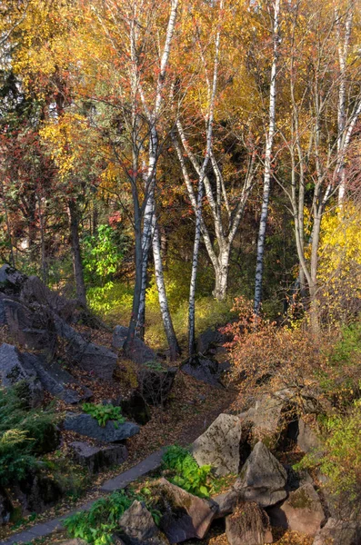 Het Herfstpark Moskou Herfst Berken Bomen Zonnige Dag Stockfoto