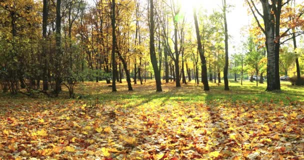 Gouden Herfst Park Lopen Mensen Met Huisdier Paren Zitten Banken — Stockvideo