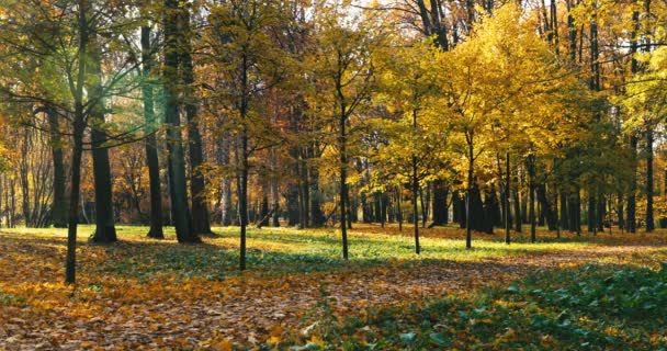 Gouden Herfst Park Lopen Mensen Met Huisdier Paren Zitten Banken — Stockvideo