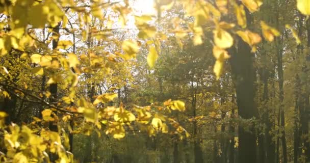 黄金色の秋のペットを持つ人々 を歩いて 公園でカップルの座るベンチ 人の乗るバイク 晴れた日 高いキー 黄色の色の影葉 — ストック動画