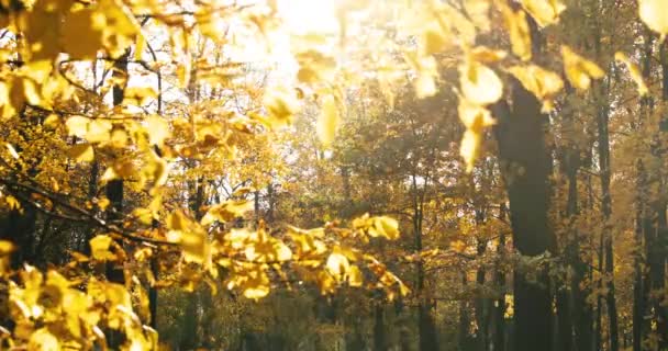 Gouden Herfst Park Lopen Mensen Met Huisdier Paren Zitten Banken — Stockvideo