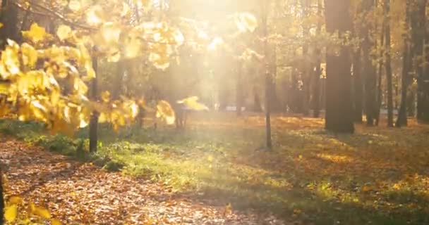 Golden Autumn Park Walking People Pet Couples Sit Benches People — Stock Video