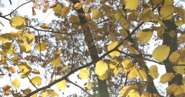 Gouden Herfst Park Lopen Mensen Met Huisdier Paren Zitten Banken — Stockvideo