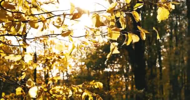 Automne Doré Dans Parc Randonneurs Avec Animaux Compagnie Couples Assis — Video