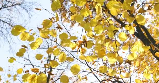 Otoño Dorado Parque Personas Caminando Con Mascotas Parejas Sientan Bancos — Vídeo de stock