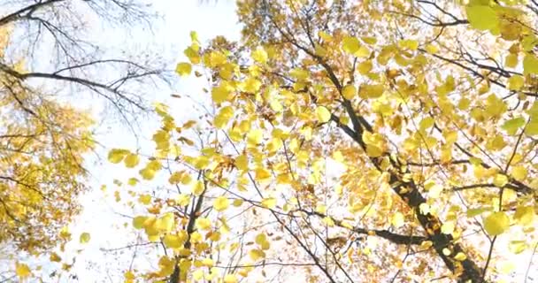 Золотая Осень Парке Гуляющие Люди Домашними Животными Пары Сидят Скамейках — стоковое видео