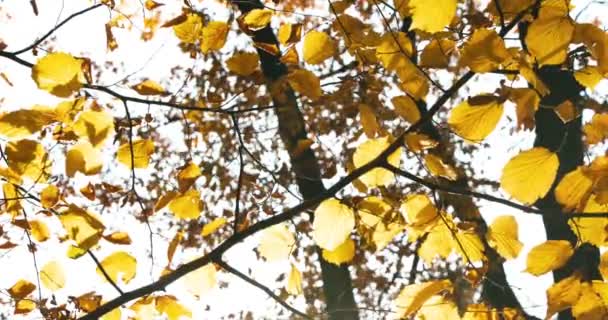 Zlatý Podzim Parku Chůze Lidí Pet Páry Sedět Lavičkách Lidé — Stock video