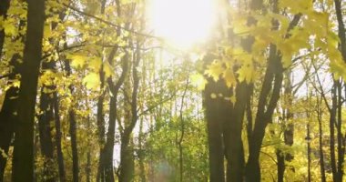 Altın insanlar ile evde beslenen hayvan, yürüyüş parkı, sonbaharda çiftler sit banklar, insanlar binmek bisiklet, güneşli bir gün, açık havada, yansımalar, yapraklar yere, yüksek anahtar, ağaçları, sarı renk gölgesi