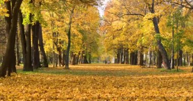 Altın Sonbahar Park, cadde ağaçlar, güneşli gün, açık hava, yansımalar, yapraklar yere, ağaçları, sarı renk gölgesi