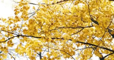 Park, güneşli bir gün, açık havada, yansımalar, Güneş ışınları ile sarı yapraklar, altın sonbaharda ağaçları, sarı renk, siyah şort ağaçlarının dalları