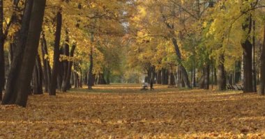 Altın Sonbahar Park, cadde ağaçlar, güneşli gün, açık hava, yansımalar, yapraklar yere, ağaçları, sarı renk gölgesi