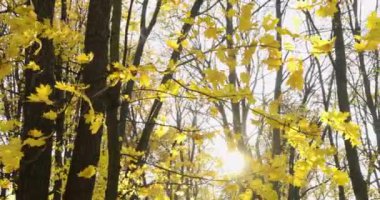 Park, güneşli bir gün, açık havada, yansımalar, Güneş ışınları ile sarı yapraklar, altın sonbaharda ağaçları, sarı renk, siyah şort ağaçlarının dalları