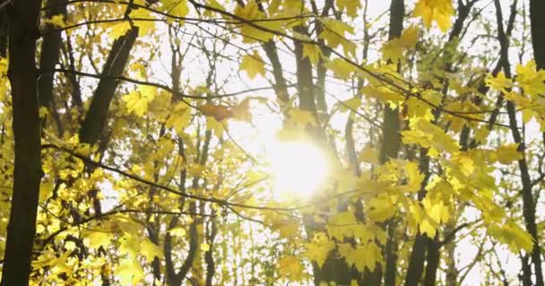 Outono Dourado Parque Dia Ensolarado Tempo Claro Reflexões Raios Sol — Vídeo de Stock