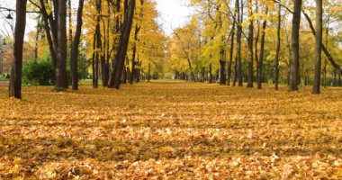 Altın Sonbahar Park, cadde ağaçlar, güneşli gün, açık hava, yansımalar, yapraklar yere, ağaçları, sarı renk gölgesi