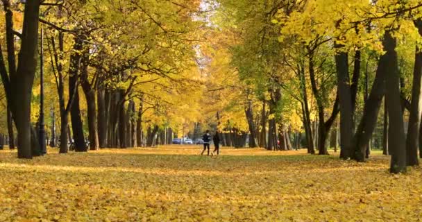 黄金色の秋公園 日当たりの良い一日 明確な天気 黄色の色の影に葉 — ストック動画