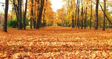 Altın Sonbahar Park, cadde ağaçlar, güneşli gün, açık hava, yansımalar, yapraklar yere, ağaçları, sarı renk gölgesi