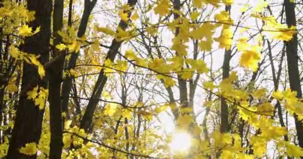 Χρυσή Φθινόπωρο Στο Πάρκο Ηλιόλουστη Μέρα Καθαρό Καιρό Αντανακλάσεις Ακτίνες — Αρχείο Βίντεο