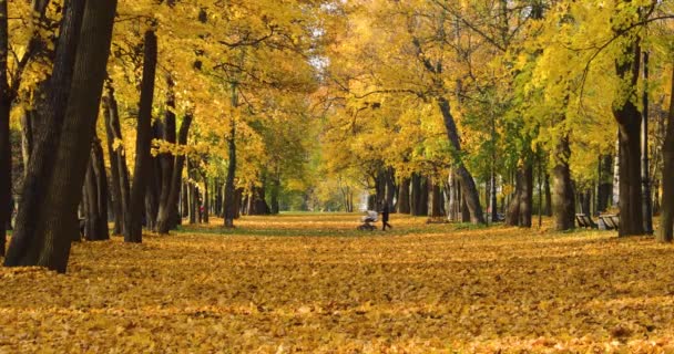 Otoño Dorado Parque Avenida Árboles Día Soleado Clima Claro Reflejos — Vídeo de stock