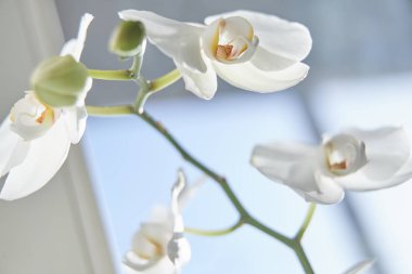 Güneş ışığında beyaz orkide, yeşil tomurcuk, yeni bir çiçek, bir kelebek, makro, Phalaenopsis, Doritis, Grafia, Kingidium, Kingiella, Lesliea, Synadena, Stauroglottis, Stauritis, Polystylus, Polychilos